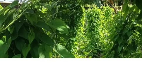 Cultivo de ñame con tutores vivos de matarratón
