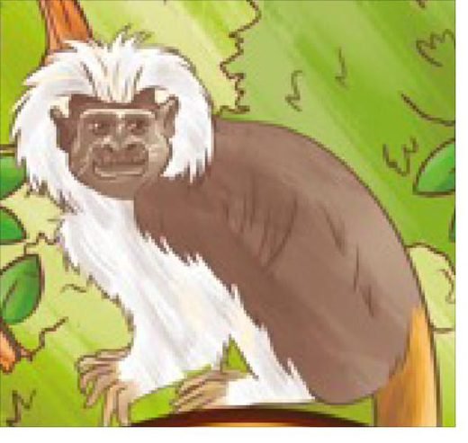 Tití cabeciblanco, personaje de la marca